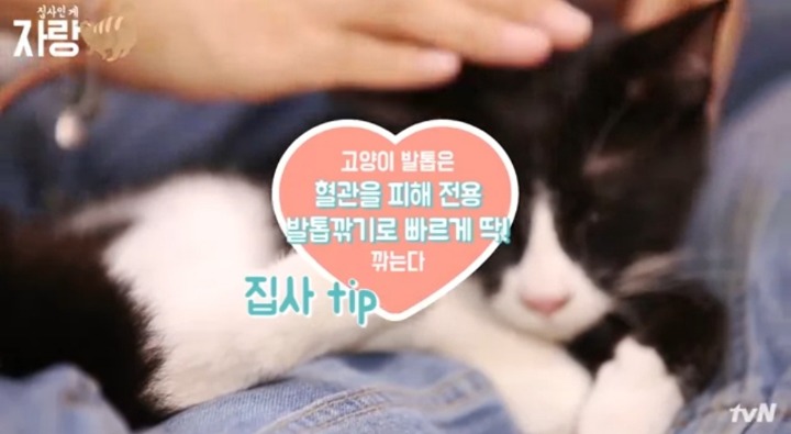 [집사인게자랑] 평화로운 고양이 발톱 자르기.jpg | 인스티즈