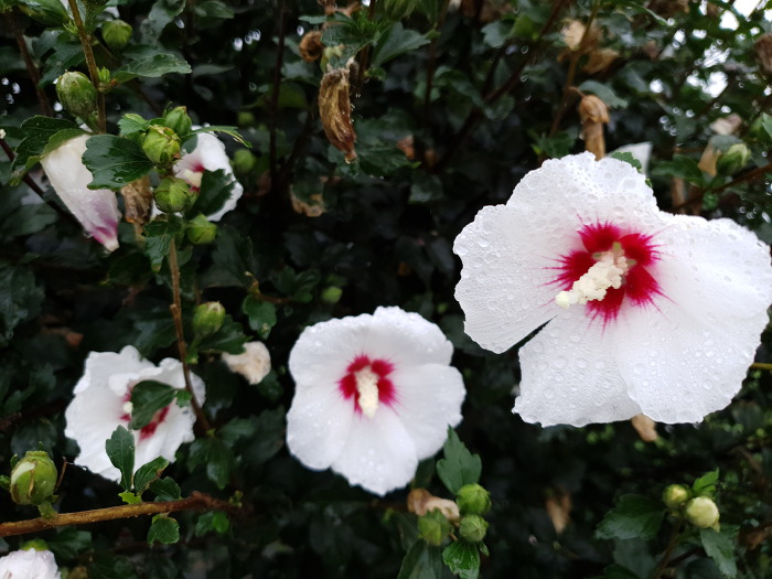 991ABD415D47A2DC269CCB