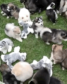 개판이네.gif | 인스티즈