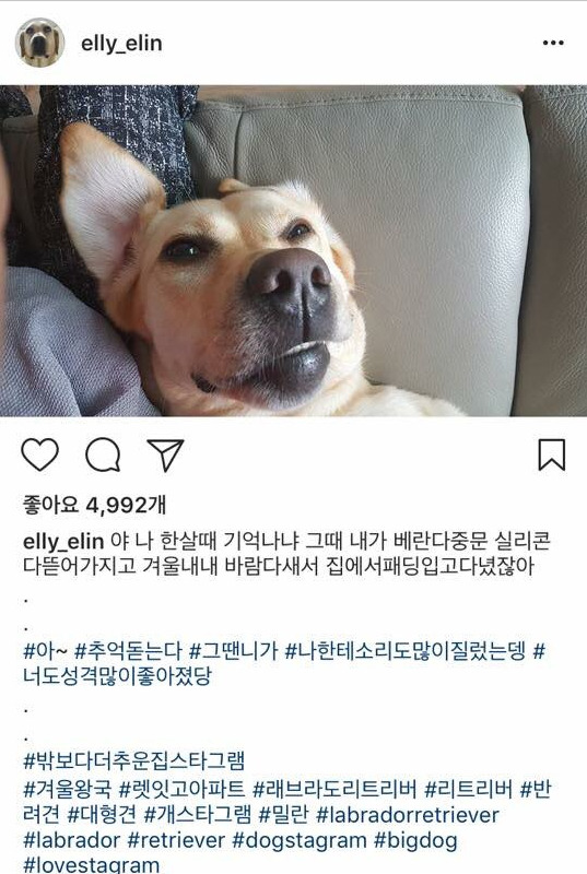 어느 리트리버의 일상 | 인스티즈