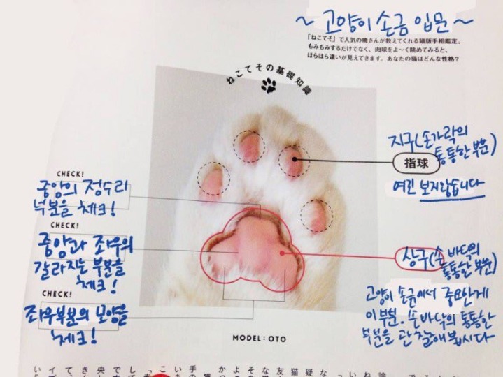 고양이 젤리에도 손금 있는거 알아? | 인스티즈