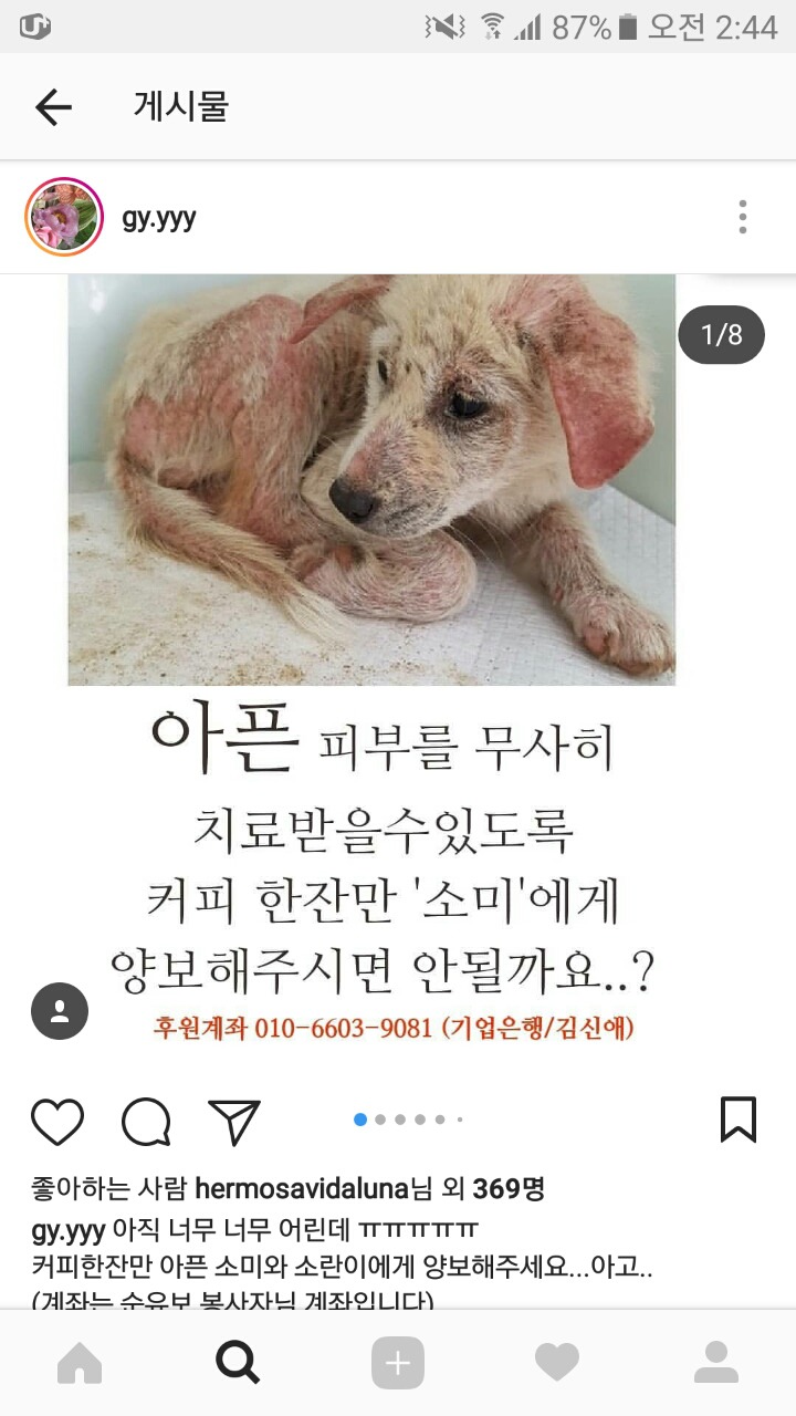 피부가 다 벗겨진 강아지 좀 도와주면 안될까? 소액후원도 정말 괜찮아 | 인스티즈