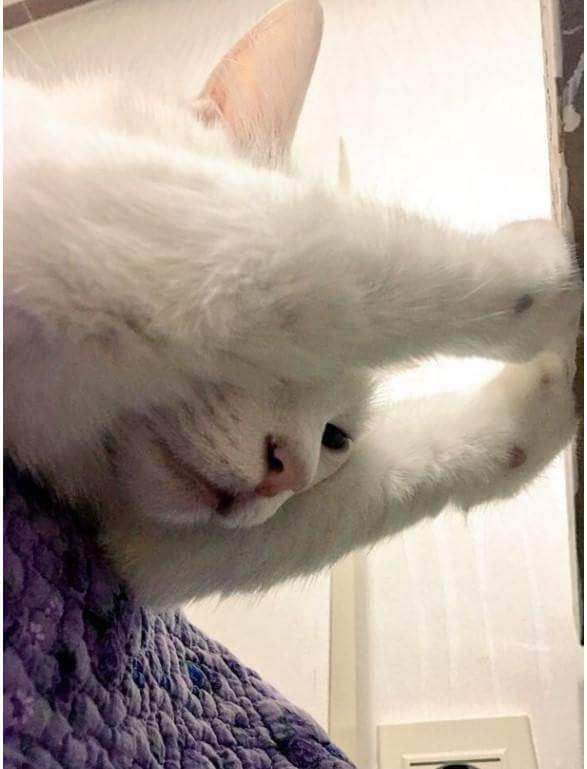 인간 따위가 이해할수없는 고양이 세계.jpg | 인스티즈