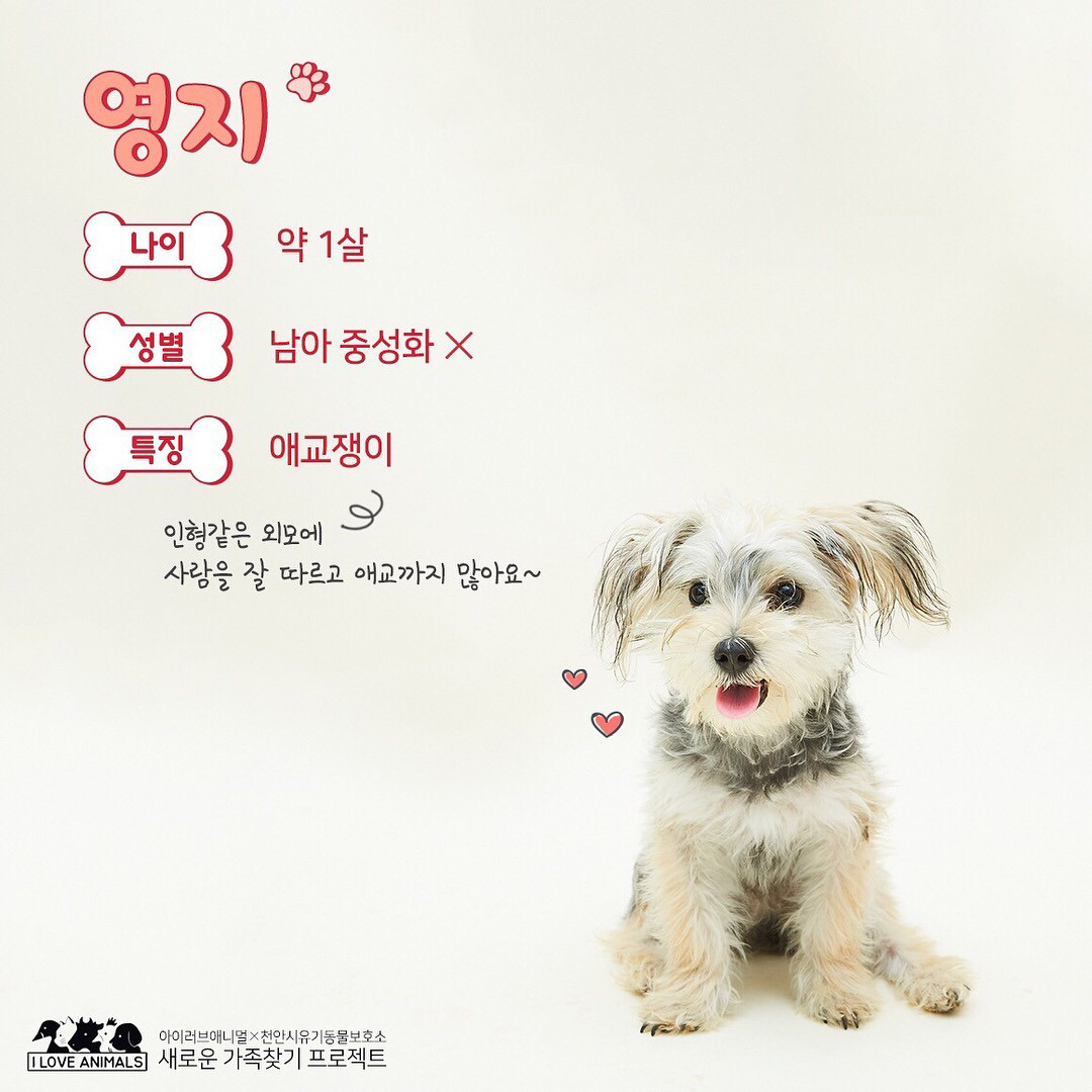 우리는 언제 가족이 생기나요? 사지 말고 입양하세요! | 인스티즈