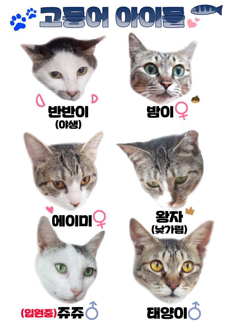 마산의 애니멀호더에게서 구조한 60여마리의 고양이를 도와주세요! 한달 뒤 쉼터가 폐쇄되어 갈 곳이 없습니다.. | 인스티즈