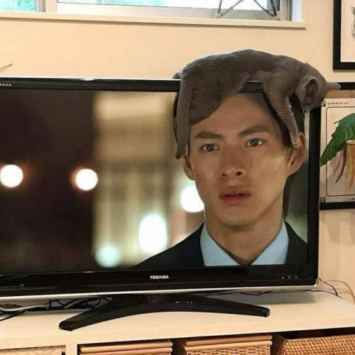 냥이의 위치선정.jpg | 인스티즈