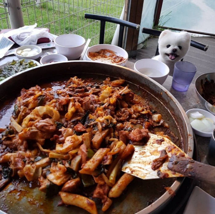 대만사람까지 꼬시고 다니는 한류 스타 강아지 달리 | 인스티즈