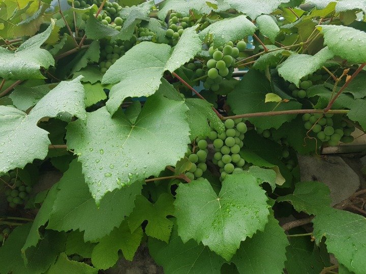 포도송이 이미지
