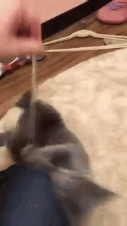 포기가 빠른 고양이 | 인스티즈