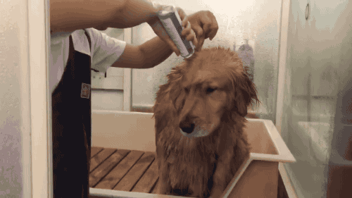목욕하는 인절미.....gif | 인스티즈