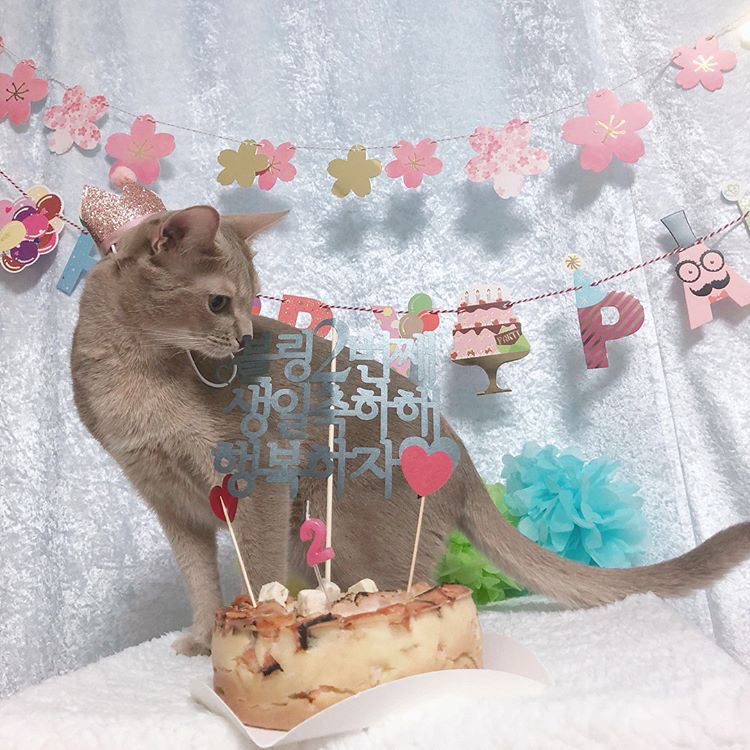 오늘자 고양이 생일파티 해준 전효성 ㅋㅋㅋㅋㅋㅋㅋㅋㅋ | 인스티즈