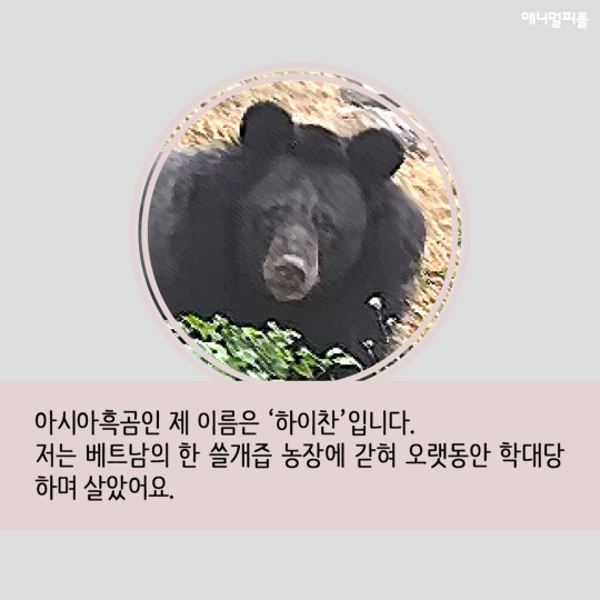 곰발바닥 이미지