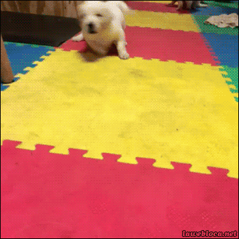 동물움짤 모음 .GIF | 인스티즈