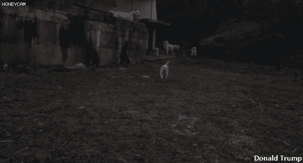 사람을 반기는 시골 멍멍이 | 인스티즈