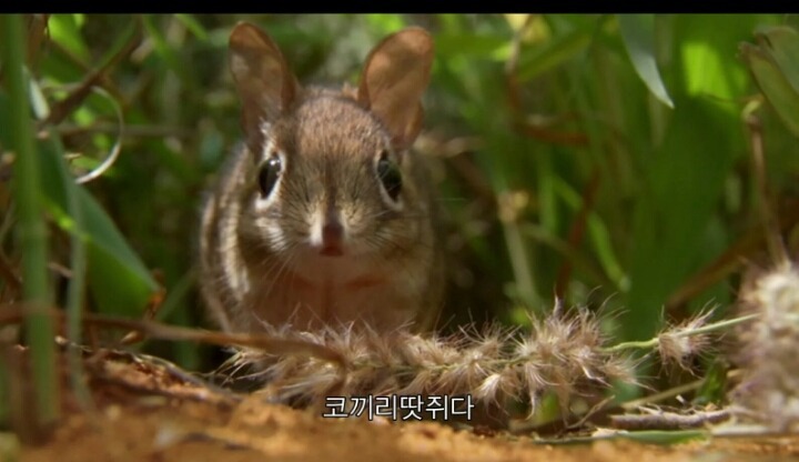 신기하게 생긴 쥐.JPG | 인스티즈