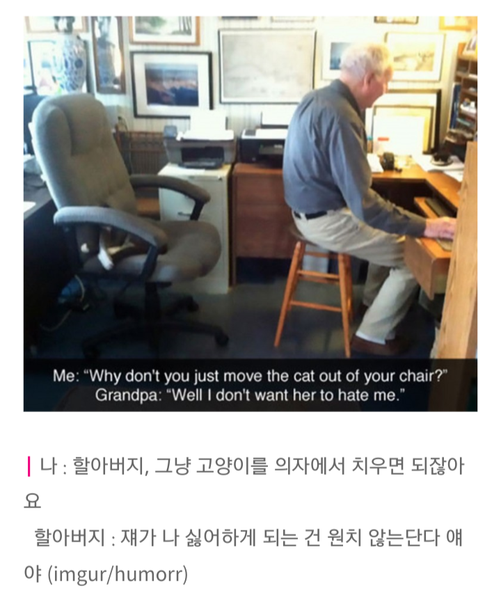 할아버지 고양이를 치우면 되잖아요 | 인스티즈