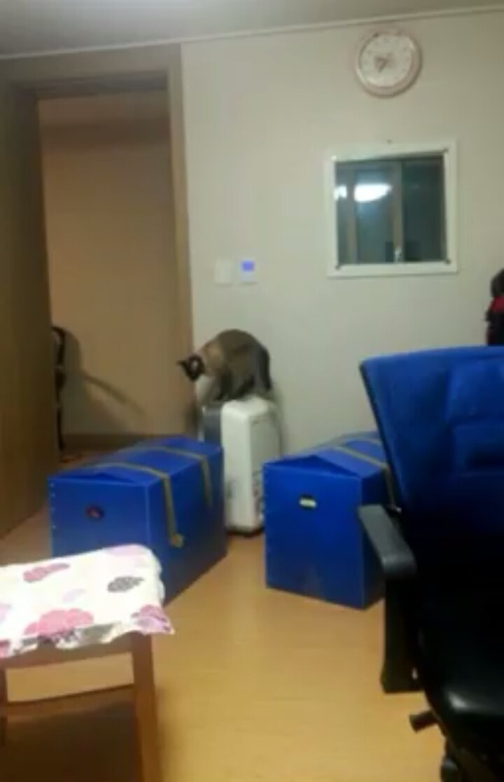 우리집 고양이 ㄹㅇ사람아님? | 인스티즈