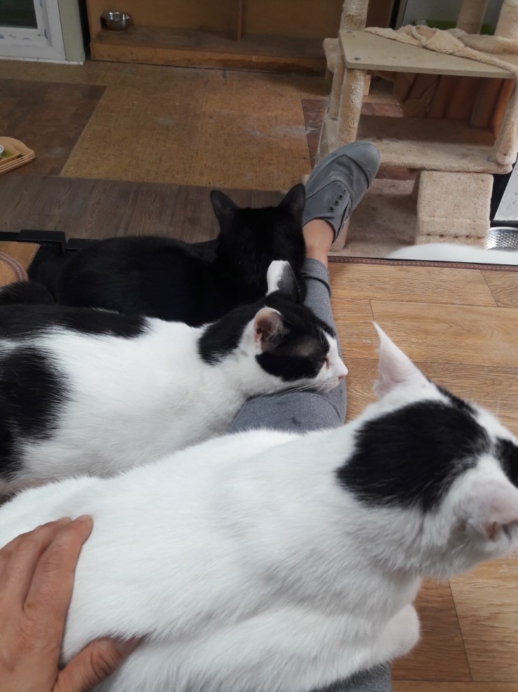 마산의 애니멀호더에게서 구조한 60여마리의 고양이를 도와주세요! 한달 뒤 쉼터가 폐쇄되어 갈 곳이 없습니다.. | 인스티즈