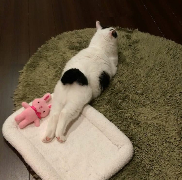 궁디가 까만 고양이 | 인스티즈
