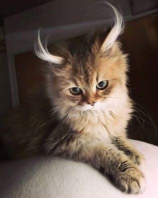 이런 고양이 본 적 있어? | 인스티즈