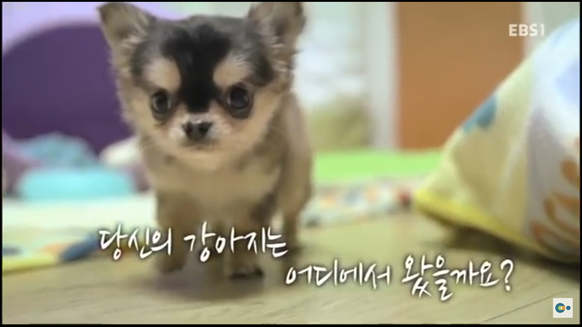 EBS 강아지 공장을 아시나요? / 강아지 공장에 갑니다 | 인스티즈