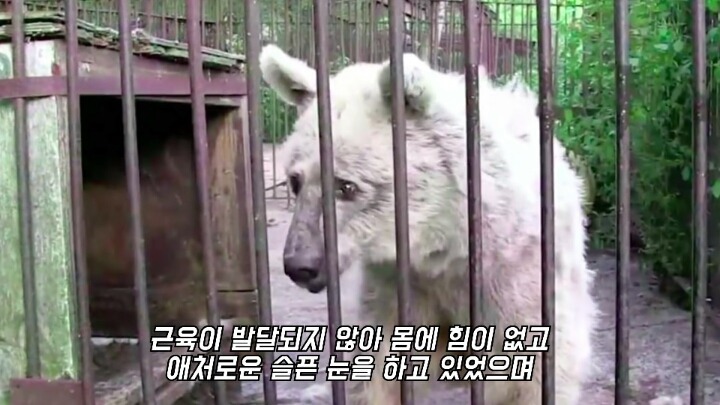 30년간 학대받은 곰 자연으로 돌아간 후 놀라운 변화 | 인스티즈