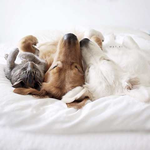 댕댕이 두마리와 고양이 한마리가 동거하는 이야기.jpg | 인스티즈