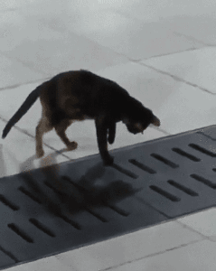 나의 능력 .gif | 인스티즈