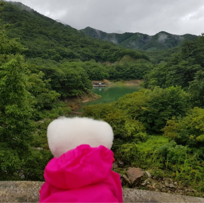 대만사람까지 꼬시고 다니는 한류 스타 강아지 달리 | 인스티즈
