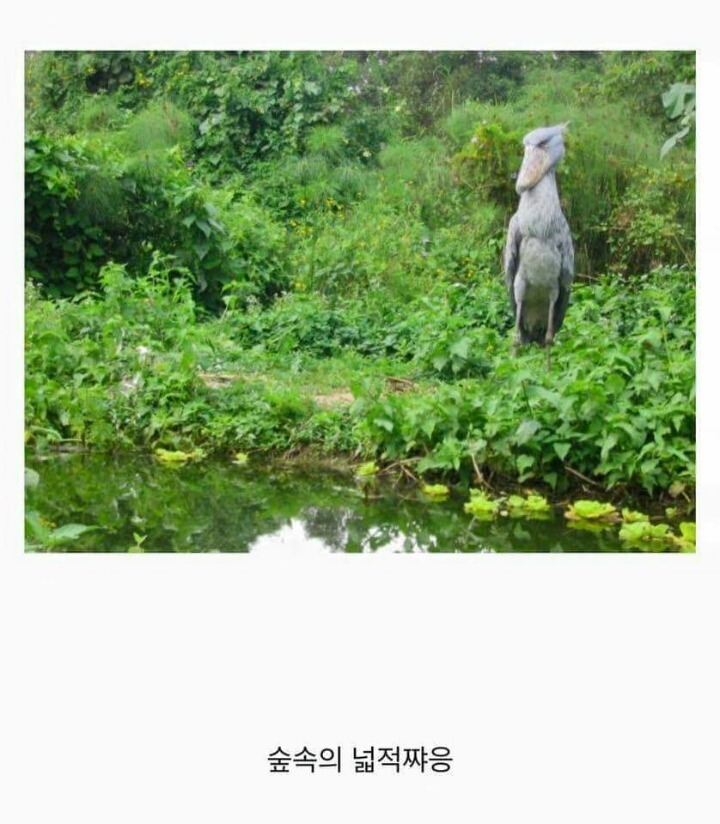 이준이 봤다는 넓적부리황새 | 인스티즈