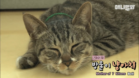 새끼고양이 열마리 키우는 엄마냥이 | 인스티즈