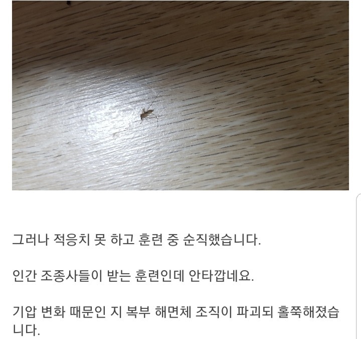 모기를 생포했어요 | 인스티즈