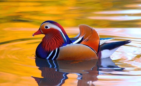 미국 원앙보고 너무 충격받아서 더 비교해보는 미국 원앙 vs 우리나라 원앙 | 인스티즈