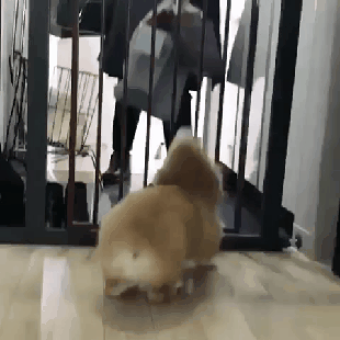 댕댕이를 키우는 이유 | 인스티즈