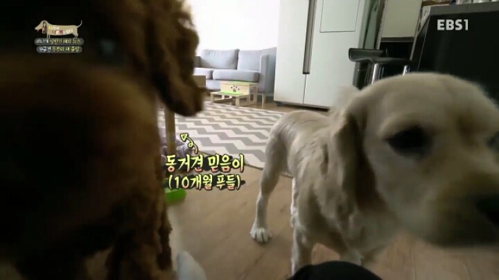[세나개] 시도때도 없이 마운팅하고 똥을 먹는 두부의 문제 행동 고치기 -1.jpg | 인스티즈