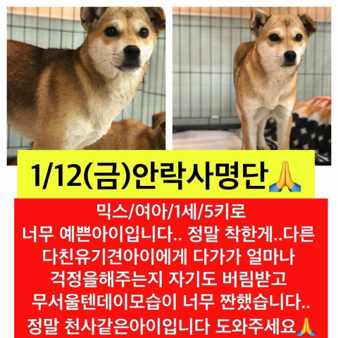 곧 안락사될 아이들 많아 보고가줘ㅠㅠㅠ공유라도 제발.. | 인스티즈