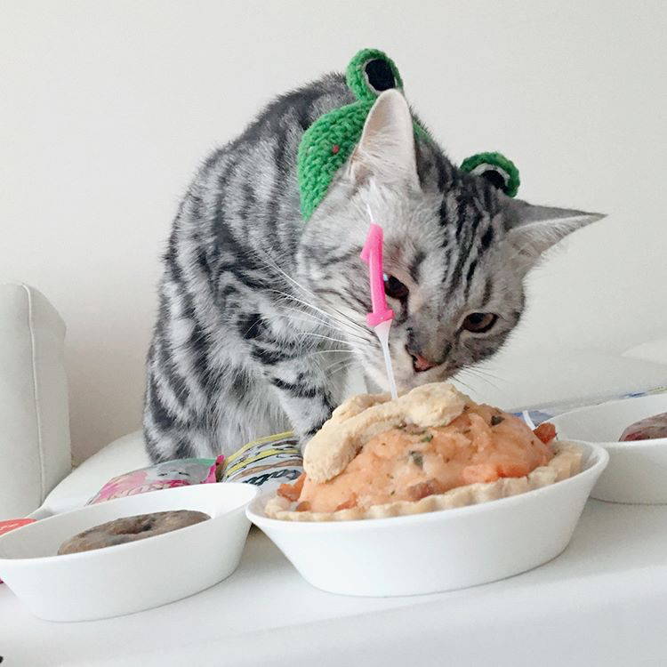 오늘자 고양이 생일파티 해준 전효성 ㅋㅋㅋㅋㅋㅋㅋㅋㅋ | 인스티즈