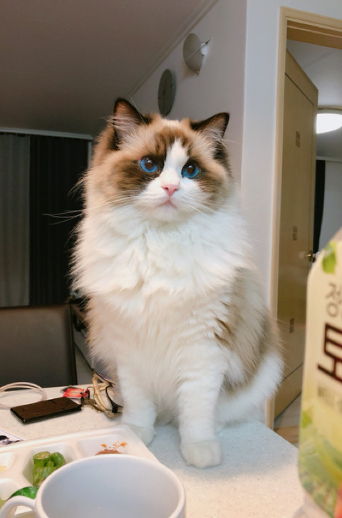 까치구경하는 고양이 | 인스티즈