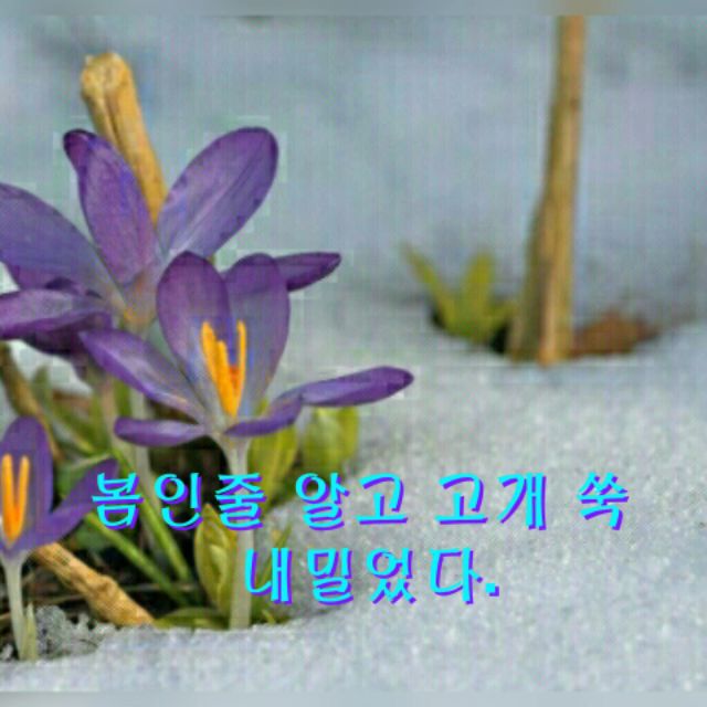 풀꽃 이미지