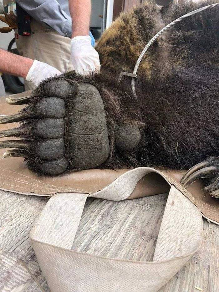 곰발바닥 이미지