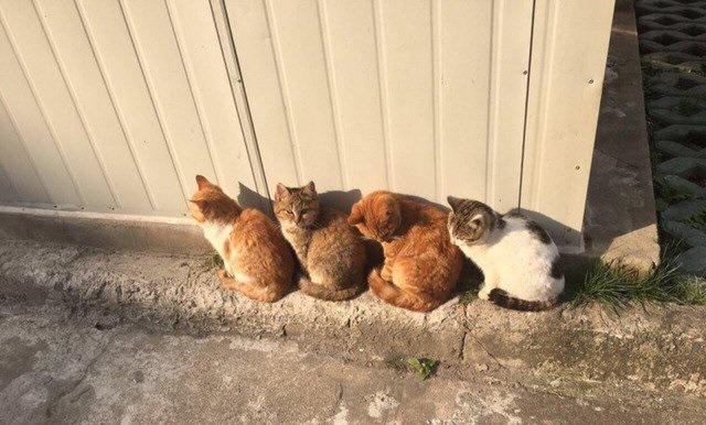 광합성냥 | 인스티즈