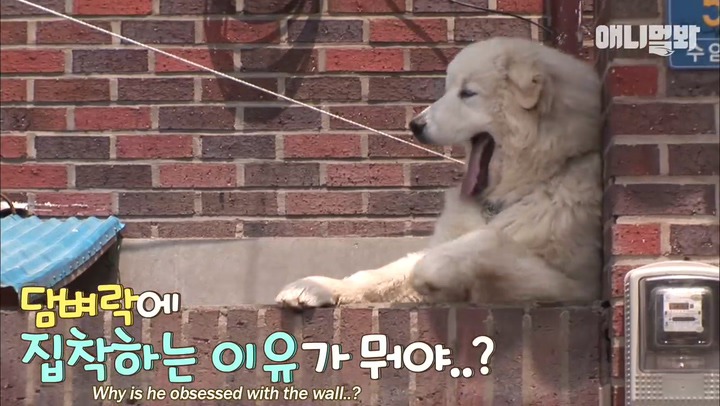 모른척 지나가면 짖는 삼식이.jpg | 인스티즈
