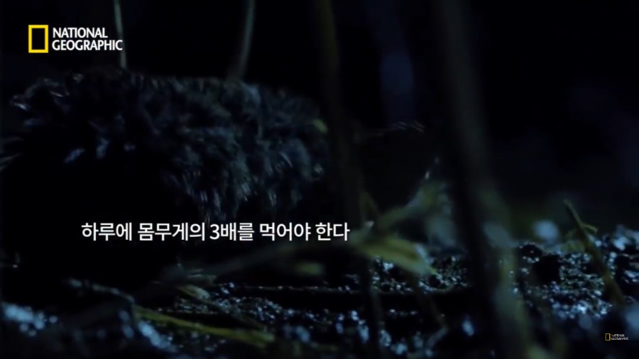 3시간만에 음식을 먹지 않으면 죽는 동물.jpg | 인스티즈