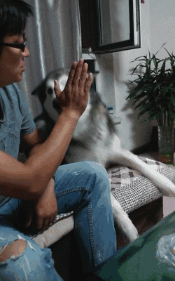 하이파이브하는 강아지들 | 인스티즈