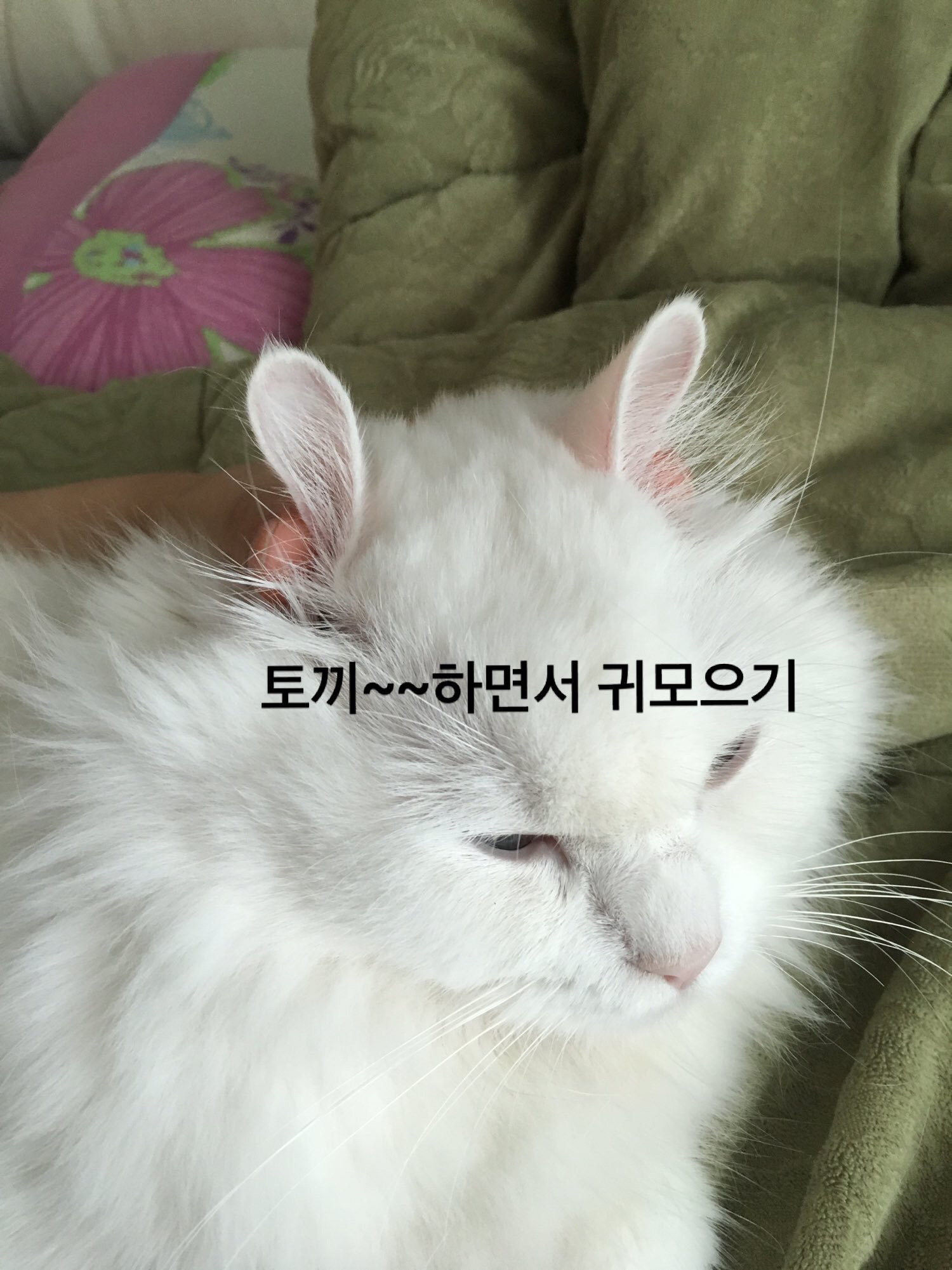 여러분이 고양이에게 하는 짓.twt | 인스티즈