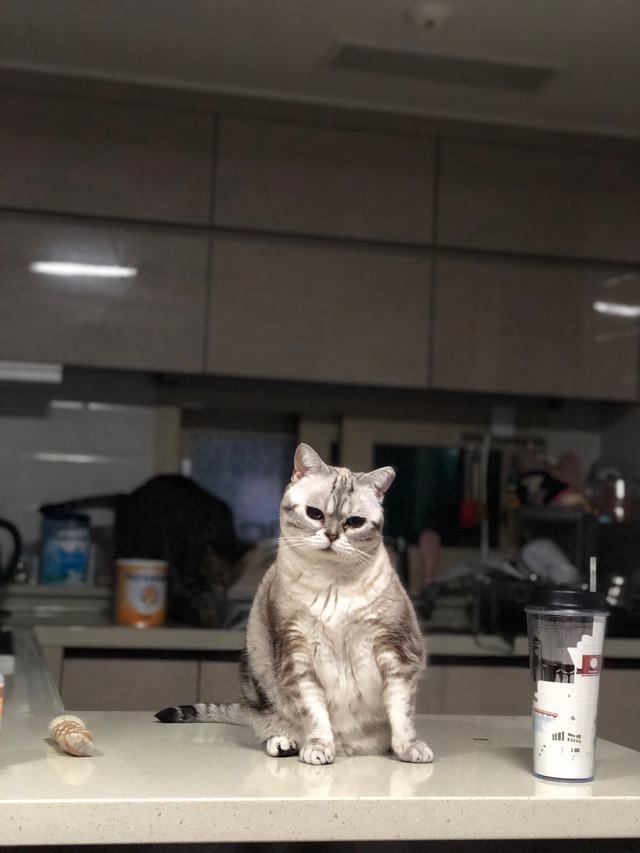 오목이네 이미지