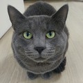 냥냥이 짱덕 배틀 : 당신의 취향은? | 인스티즈