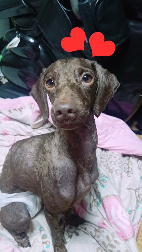 아픈강아지 별이를 도와줘ㅠㅠ (돌사진.수술사진주의) | 인스티즈