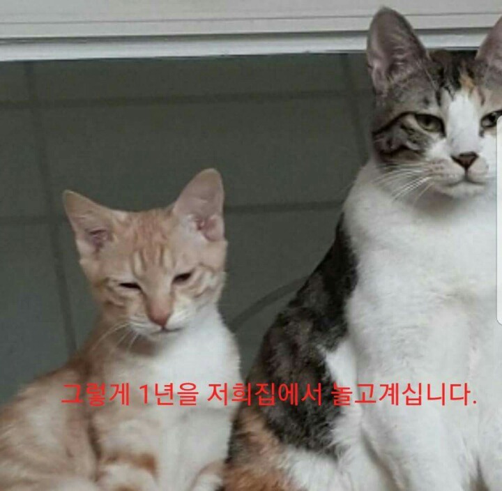 차라리 날 죽여...라는 제목으로 올라온 글(feat 집사).jpg | 인스티즈