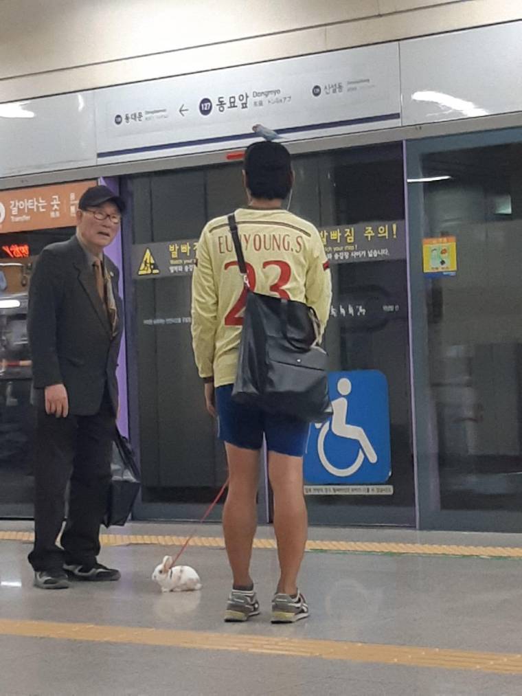 지하철 토끼남의 사연 | 인스티즈